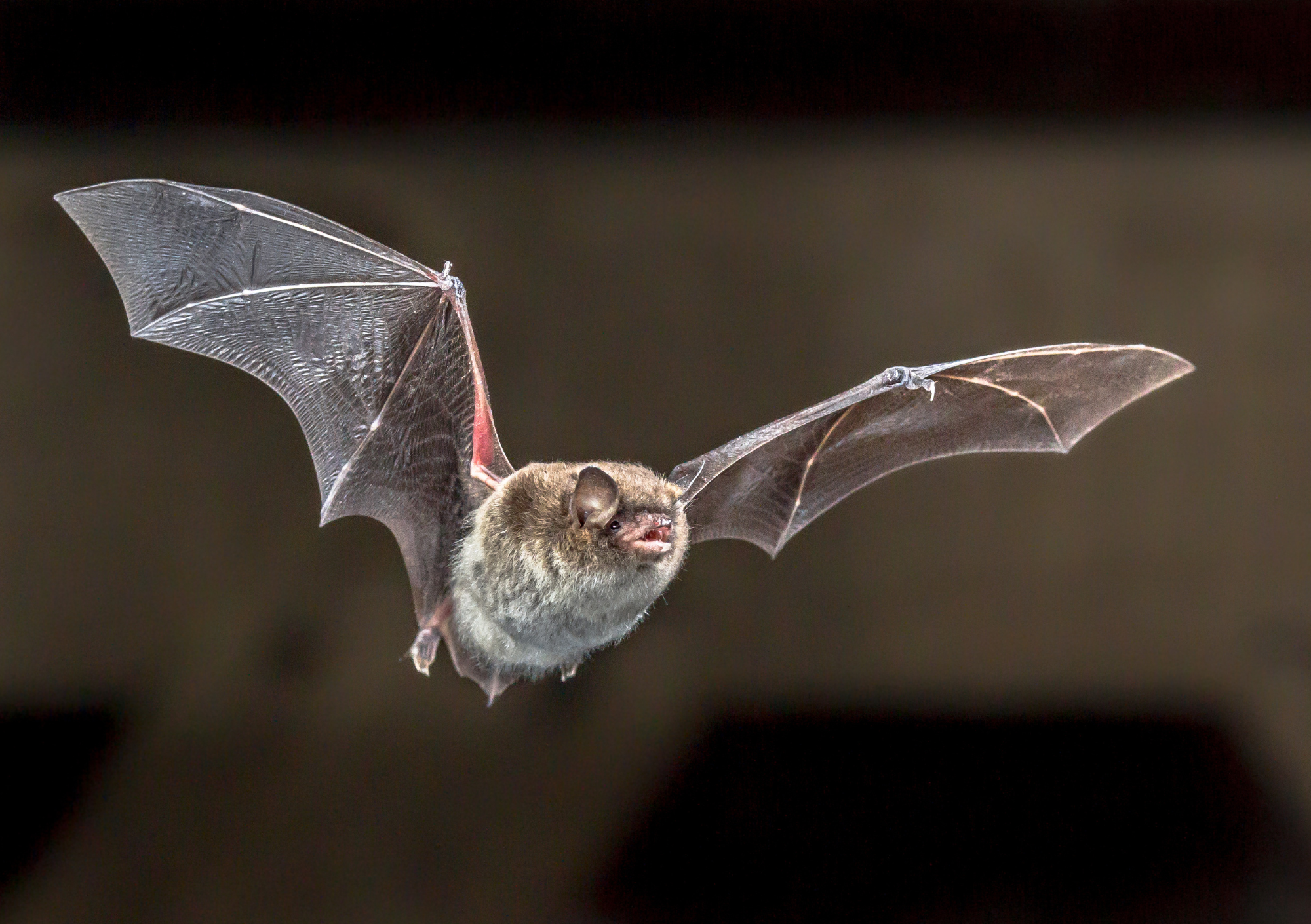 Feldermaus 1