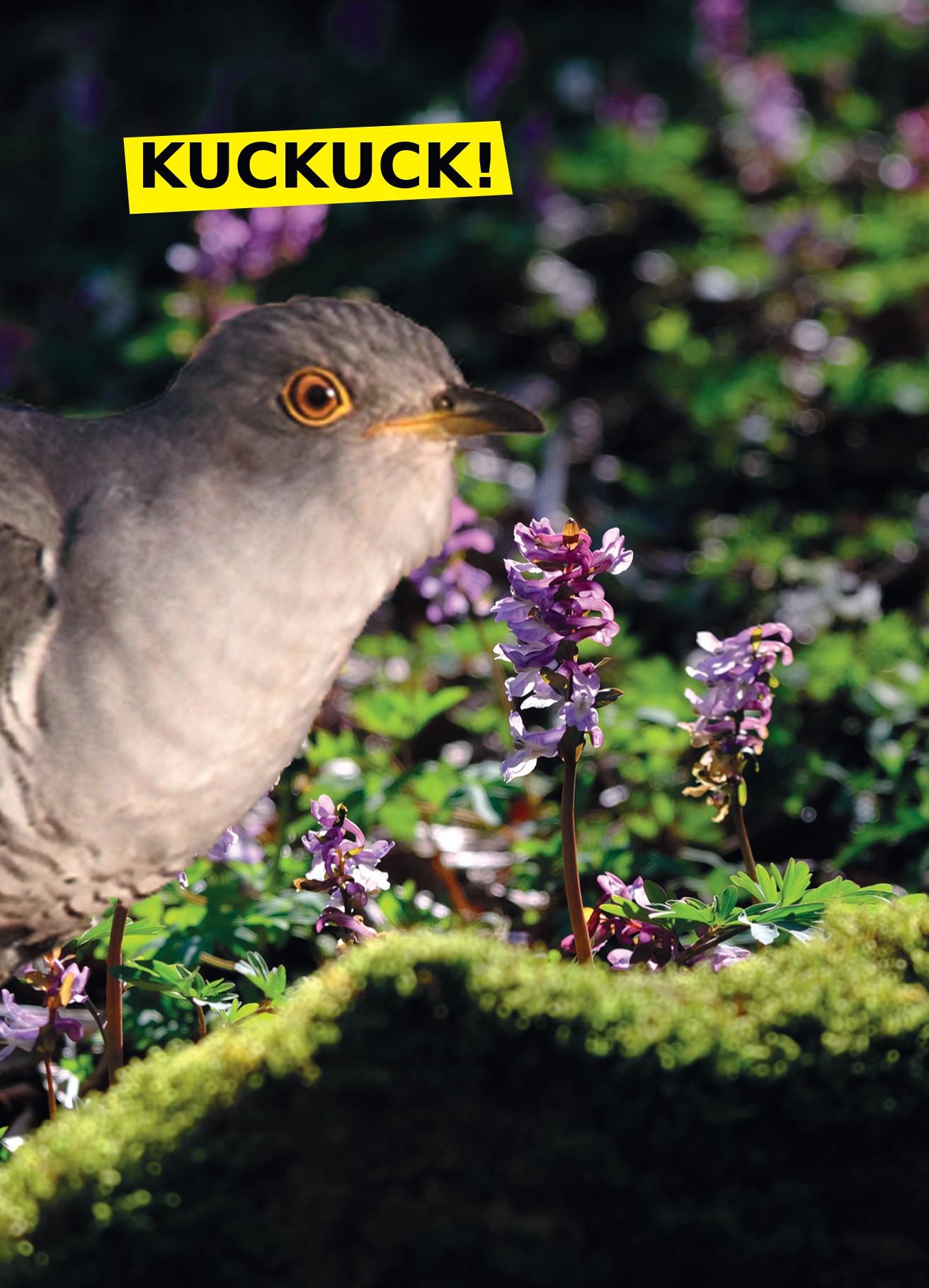 Fruehling im Auwald Kuckuck