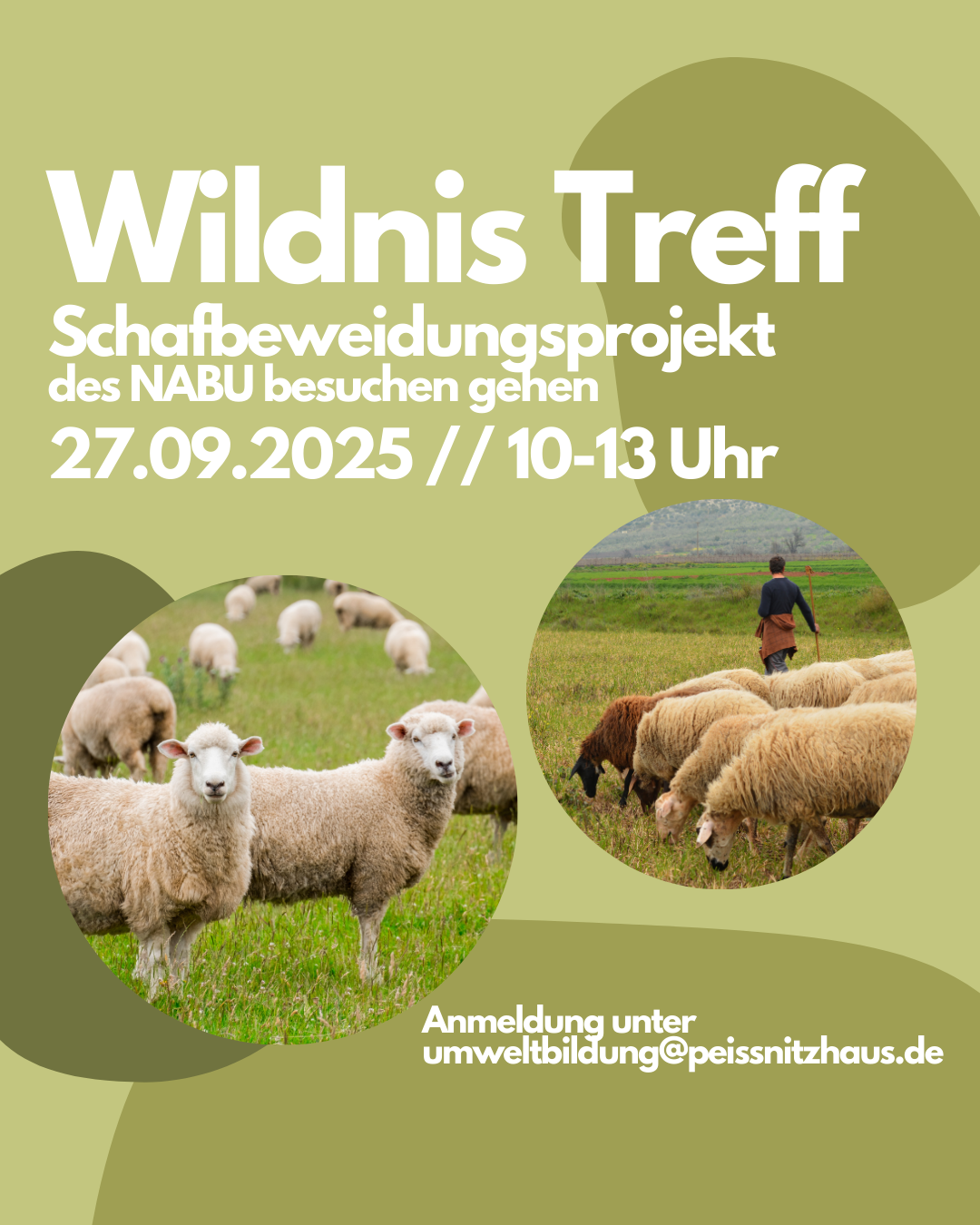 2025 Wildnistreff Schafe