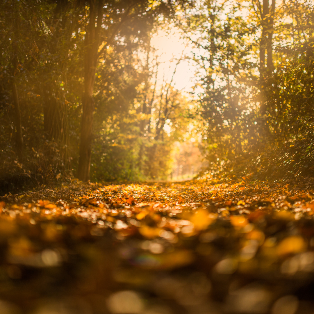 fortbildung spielerisch herbst nicole