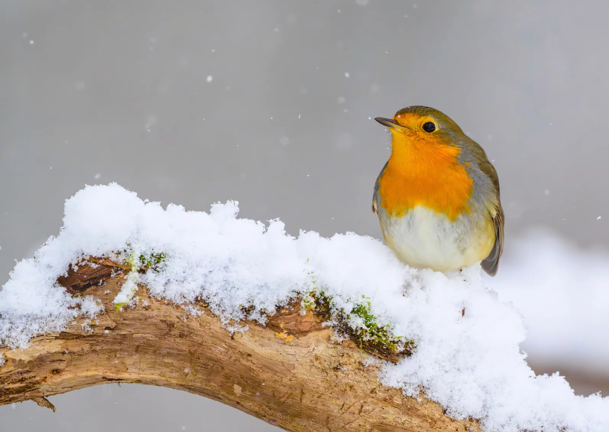 Wie überwintern Vögel?